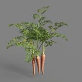 MT PM V93 Daucus carota sativus 01 05