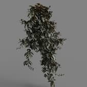 MT PM V86 Tradescantia zebrina bosse 01 02