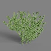 MT PM V86 Parthenocissus tricuspidata 01 01