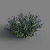 MT PM V66 Salvia guaranitica 01 05