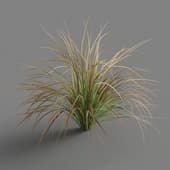 Carex testacea 02