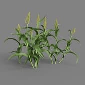 MT PM V38 Sorghum bicolor 01 03