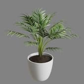 Plant 03