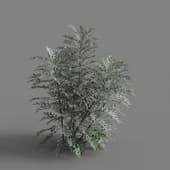 MT PM V66 Jacobaea maritima 01 01
