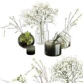 plant00344