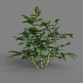 MT PM V38 Solanum tuberosum 01 05