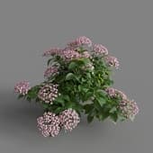 MT PM V70 Hydrangea macrophylla LightPink 01 03