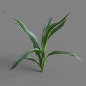 Rohdea japonica 03