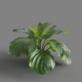 MT PM V62 Calathea orbifolia 01 06