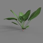 MT PM V38 Spinacia oleracea 01 03