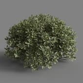 MT PM V58 Euonymus japonicus 01 05