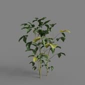 MT PM V93 Glycine max 01 04