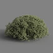 MT PM V28 Boxwood 01 02