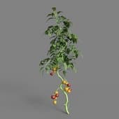 MT PM V38 Solanum lycopersicum 01 08