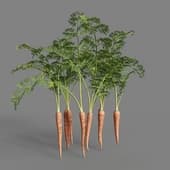 MT PM V93 Daucus carota sativus 01 06