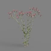 MT PM V64 Vaccaria hispanica 01 02