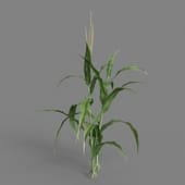 MT PM V38 Zea mays 01 01