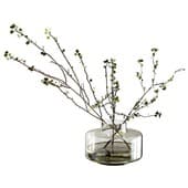 plant00342