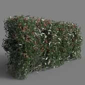 155 hedge v2