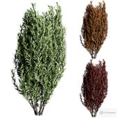 outdoor plant 1