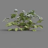 MT PM V38 Fragaria 01 05
