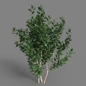 MT PM V38 Vaccinium 01 06