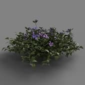 Vinca difformis 047