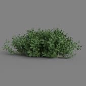 MT PM V38 Vaccinium 01 01
