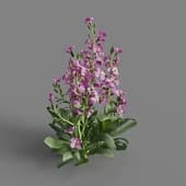 MT PM V64 Matthiola incana 01 03