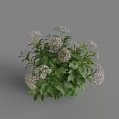 MT PM V70 Hydrangea macrophylla Thistle 01 02