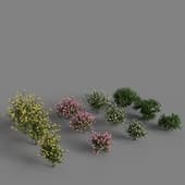Set flowering shrubs