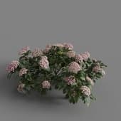 MT PM V70 Hydrangea macrophylla Pink 01 03