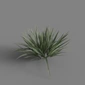 MT PM V78 Acorus calamus little 01 02