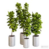 Ficus indoor plant 002