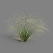 MT PM V55 Stipa tenuissima 01 01
