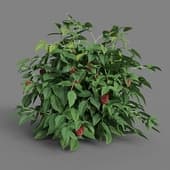 MT PM V38 Rubus idaeus 01 03