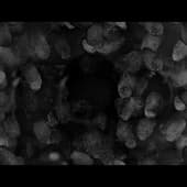 Fingerprints_16