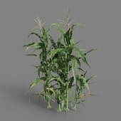 MT PM V38 Zea mays 01 05