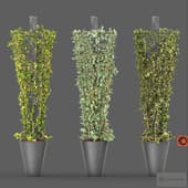 Creeping plant on Metal Column - Corona