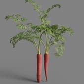 MT PM V93 Daucus carota sativus 01 03