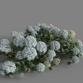 MT PM V70 Hydrangea macrophylla CloundWaterBlue 01 06