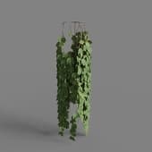 MT PM V86 Parthenocissus tricuspidata 01 03