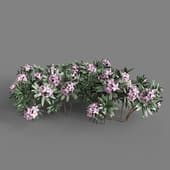 Daphne susannae 'Lawrence Crocker'