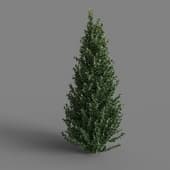 MT PM V28 Ilex crenata 01 03