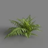 MT PM V82 Parathelypteris glanduligera 01 02