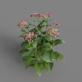 MT PM V70 Hydrangea macrophylla PaleVioletRed 01 01