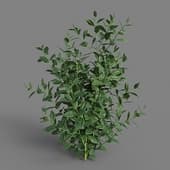 MT PM V38 Vaccinium 01 02