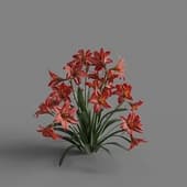 MT PM V64 Hippeastrum rutilum 01 05
