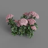 MT PM V70 Hydrangea macrophylla MistyRose 01 06
