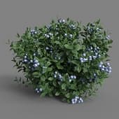 MT PM V38 Vaccinium 01 04
